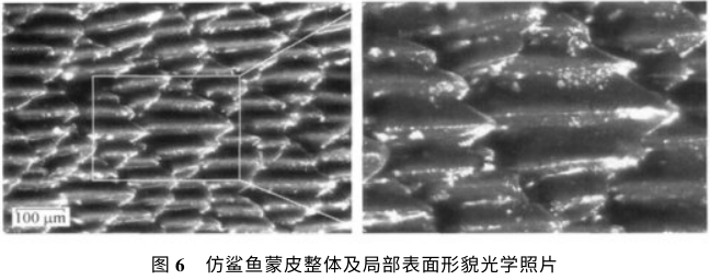 "鲨鱼皮"泳衣在显微镜下的样子
