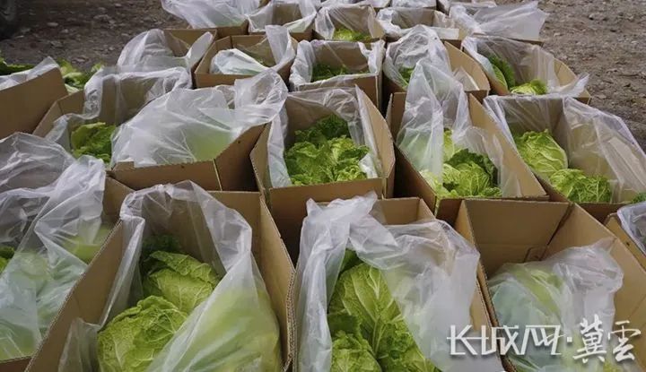 菜农们打包好的白菜.