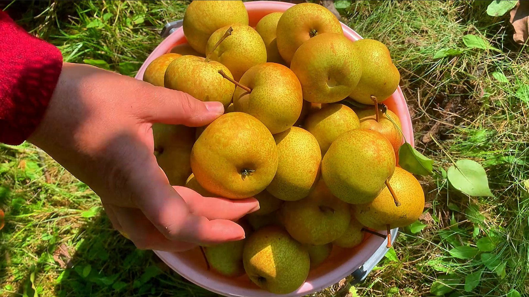 黑龙江鹤岗:果子熟了!万株梨树邀您来采摘__财经头条