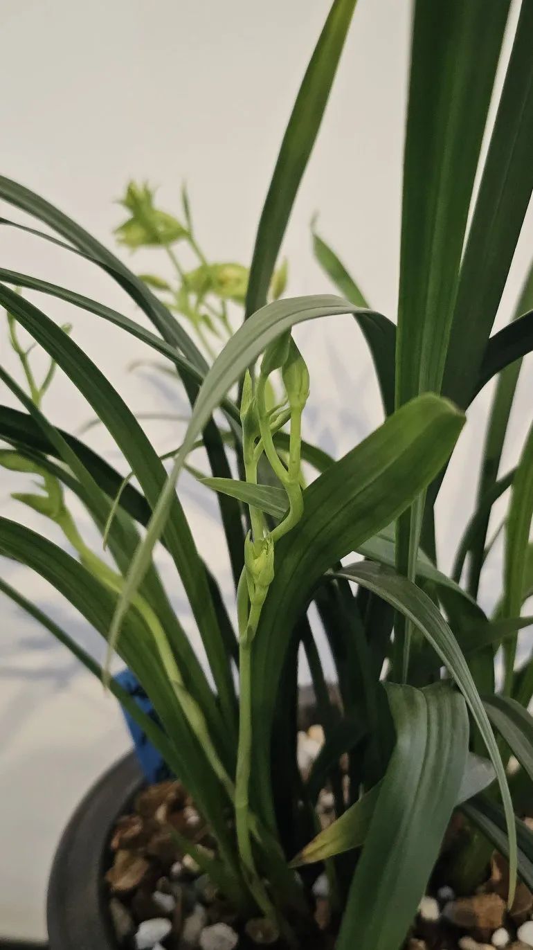 "四季飘香" 秋季兰花精品展|双节假期中山公园邀您共赏兰花美景_新浪