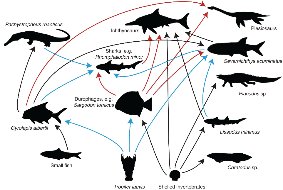 根据粪化石重建的三叠纪海洋食物网.(图/marie cueille)