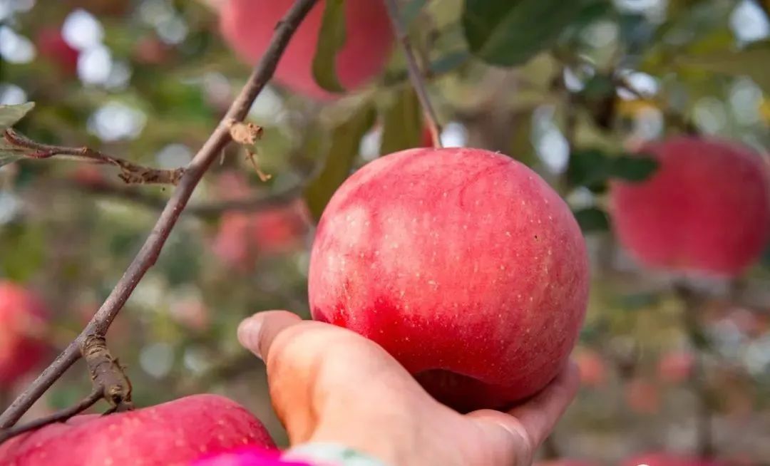 国庆假期,昌平苹果陆续成熟,今年总产量预计可达1000万公斤.