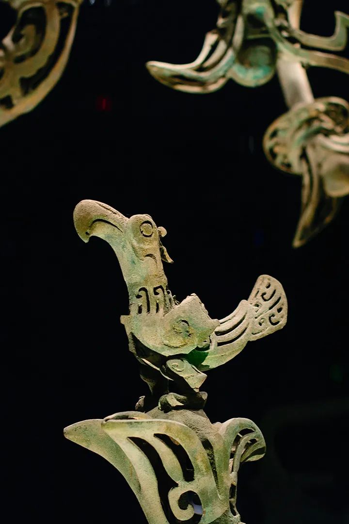 太阳鸟(陶轲 摄)