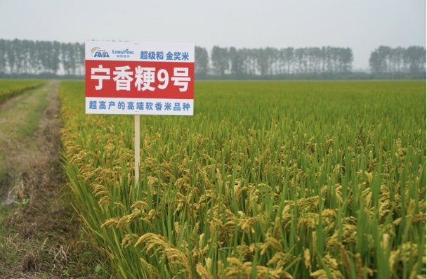 宁香粳9号.南农大供图