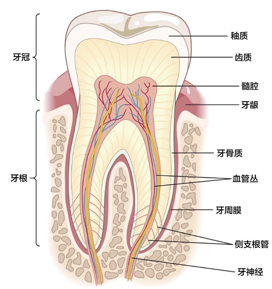 牙齿的组织结构.图片来源:sparks