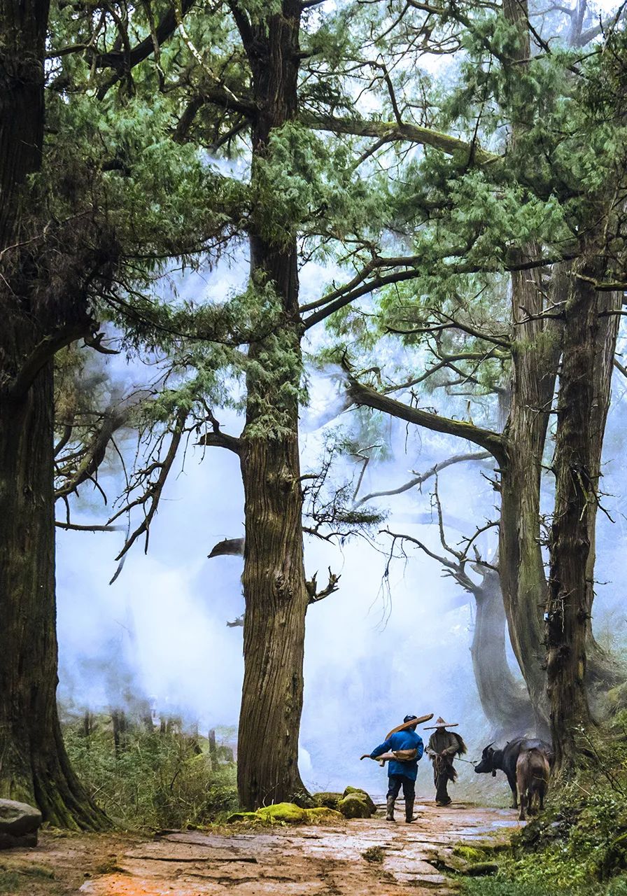 四川广元翠云廊古蜀道 (供图 汤小均)