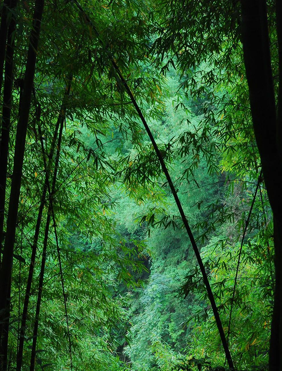成都邛崃金鸡沟竹林掩映中的南丝绸之路古道.