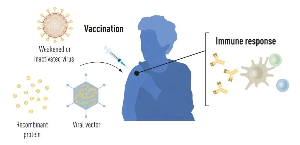 新冠疫情大流行之前的疫苗生产方法。图片来源：瑞典卡罗林斯卡医学院诺贝尔奖委员会官网