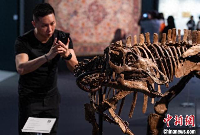 图为将在首次于香港举行的“自然历史拍卖会”中拍卖的白垩纪晚期幼年钩鼻龙化石。 中新网记者 侯宇 摄