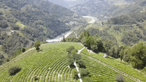 以茶产业为主导的富硒产业正快速发展（央广网发 王宇航 制图）