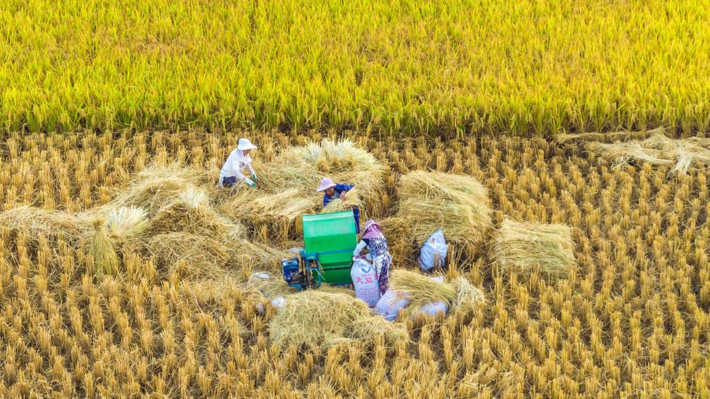 2023年9月18日,农民在贵州省安顺市西秀区七眼桥镇九龙屯村田间收割