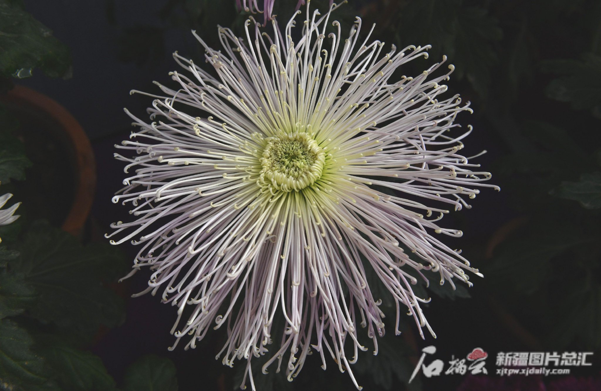 乌鲁木齐市植物园盛开的菊花.天山网-新疆日报记者 张新军摄