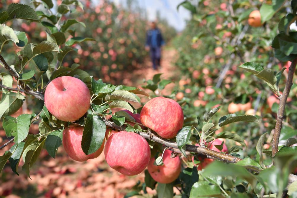新时代中国调研行·黄河篇丨陕西宜川:黄河岸边苹果丰收|陕西省_新浪