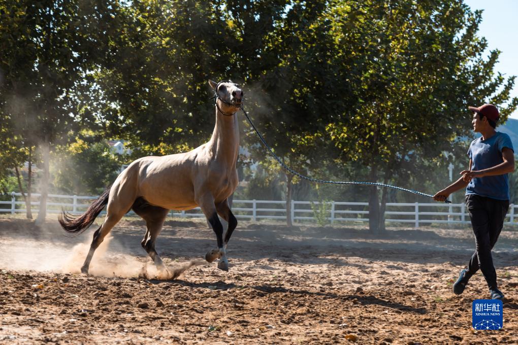 土库曼斯坦的汗血马|沙漠_新浪新闻