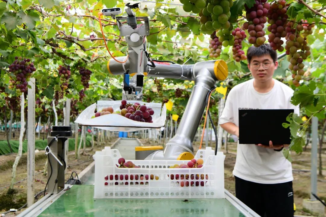 软件工程师正在调试智慧葡萄采摘机器人.