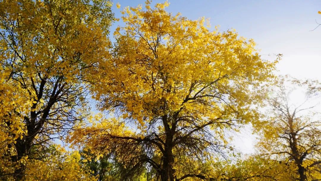 胡杨林的黄叶观赏期很短暂.(图/余泓陶)