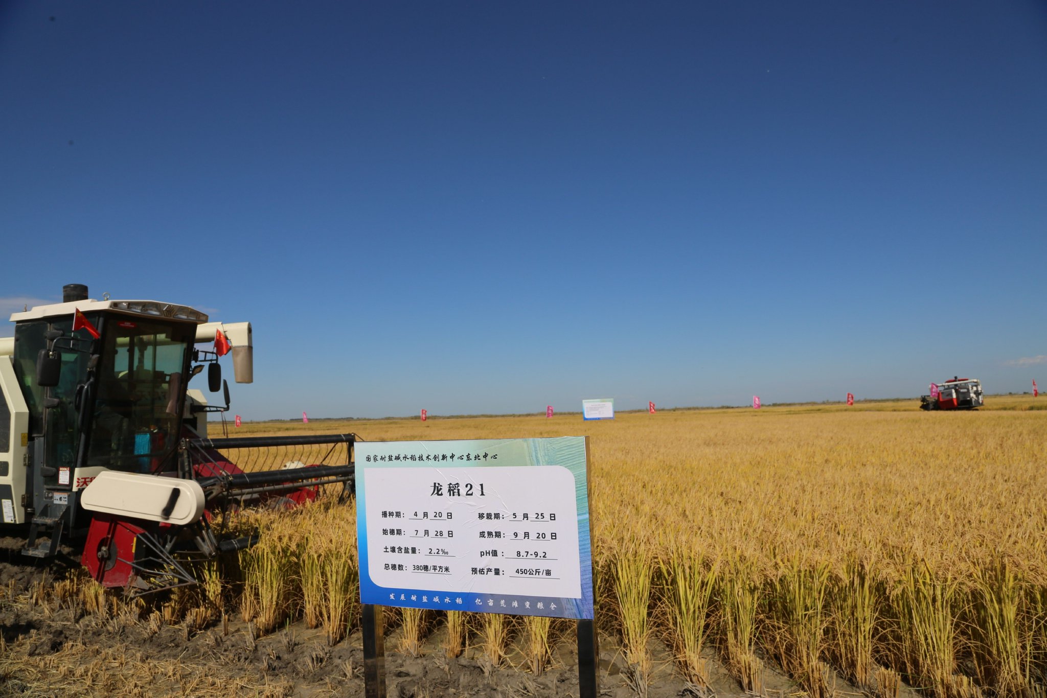 10月7日,记者从国家耐盐碱水稻技术创新中心东北中心获悉,金秋九月