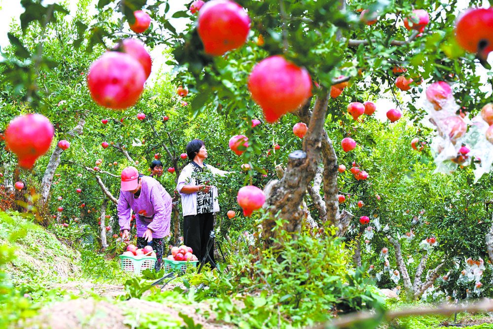 图为果农在河北省石家庄市元氏县北正村石榴园里采摘石榴.
