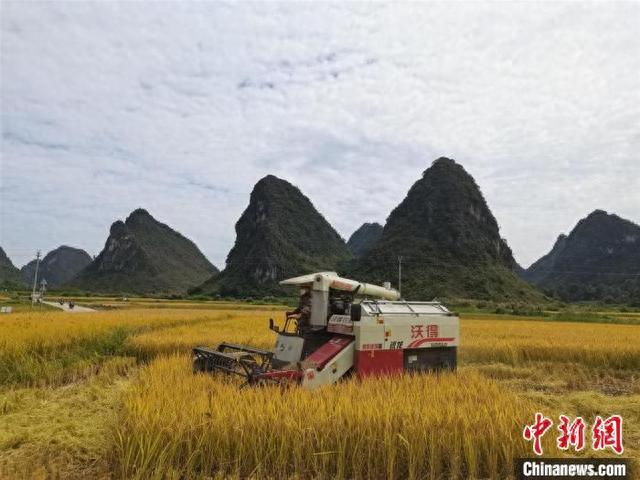 图为收割机在金黄的稻田上作业. 赵福播 摄