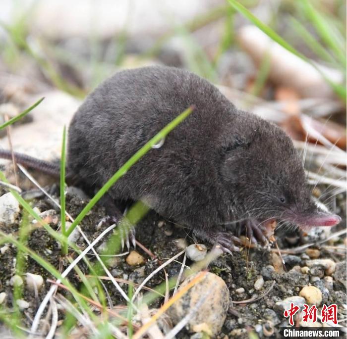 图为雪山大爪鼩鼱生态照.中国科学院昆明动物研究所供图