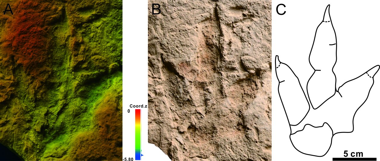 哈密翼龙动物群首次发现恐龙足迹化石|哈密市_新浪财经_新浪网