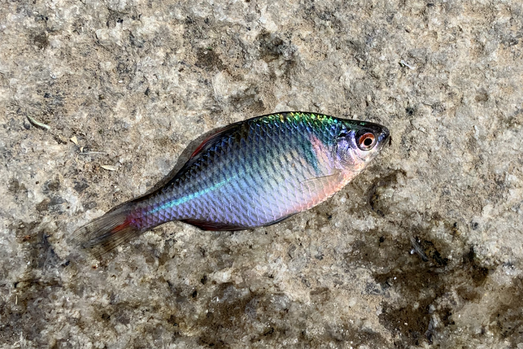 身边的多样生物③丨入选"北京市水生态健康等级指示物种"的鳑鲏|北京