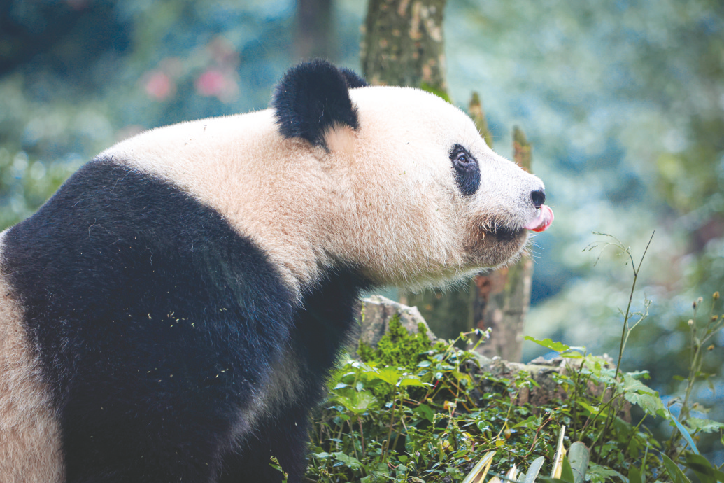 &nbsp;&nbsp;&nbsp;&nbsp;▲在中国大熊猫保护研究中心雅安碧峰峡基地