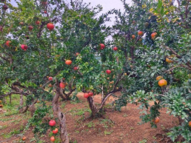枣庄市峄城区榴园镇朱村一处石榴园.新华社记者邵鲁文 摄