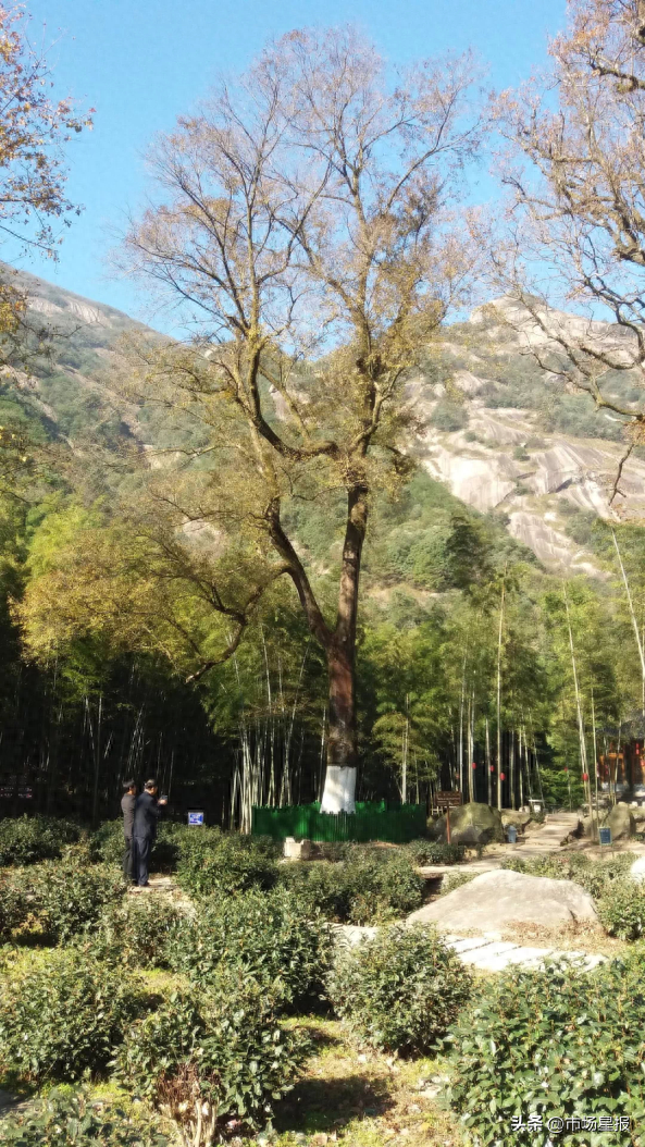 安徽这5棵树"全国最美",官方盖章!|安徽省_新浪财经_新浪网