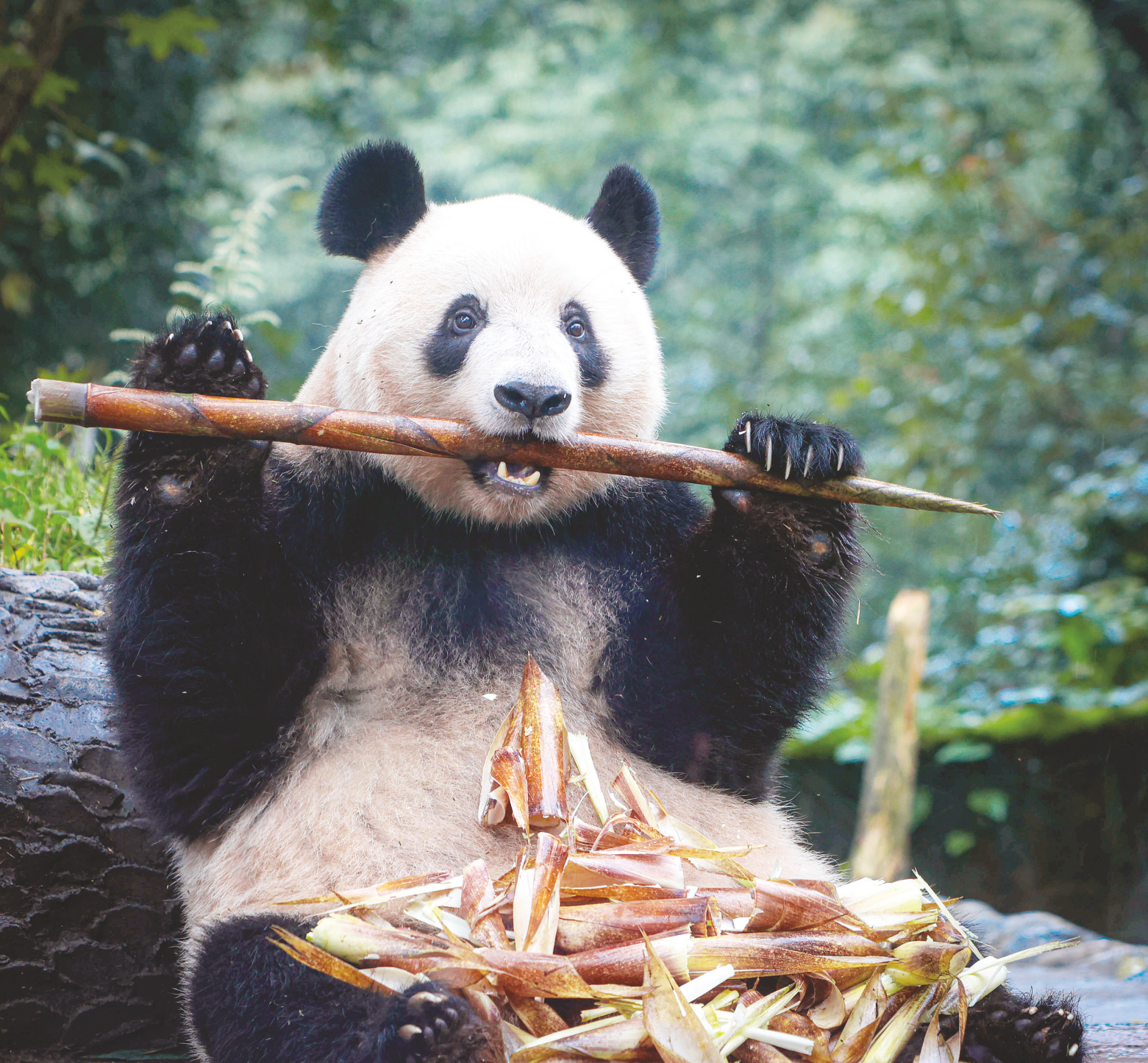     ▲大熊猫"香香"在中国大熊猫保护研究中心