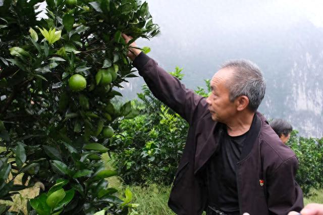 10月10日,下庄村党支部书记,村主任毛相林正在观察柑橘的生长情况.