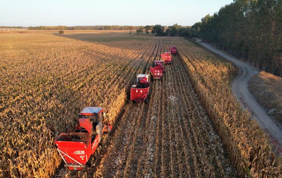 &nbsp;&nbsp;&nbsp;&nbsp;梨树县大田玉米收割现场.