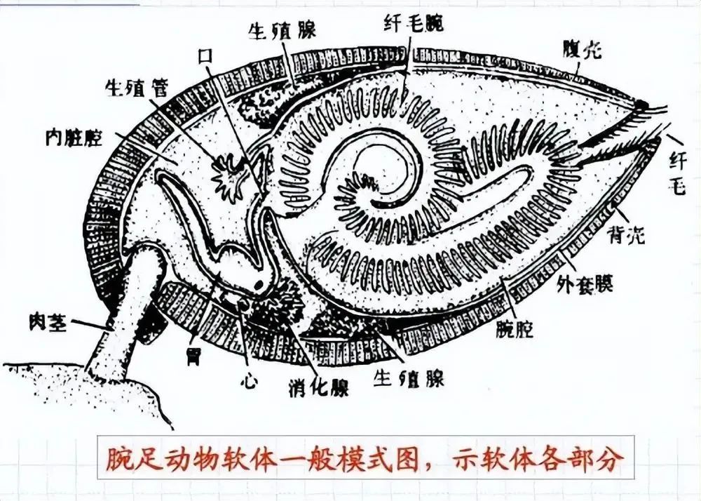 河蚌的内部结构图手绘图片