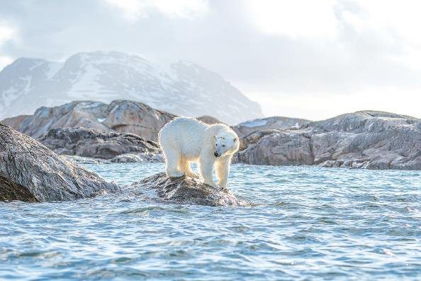 南极企鹅和北极熊同样面临生存困境 图gj