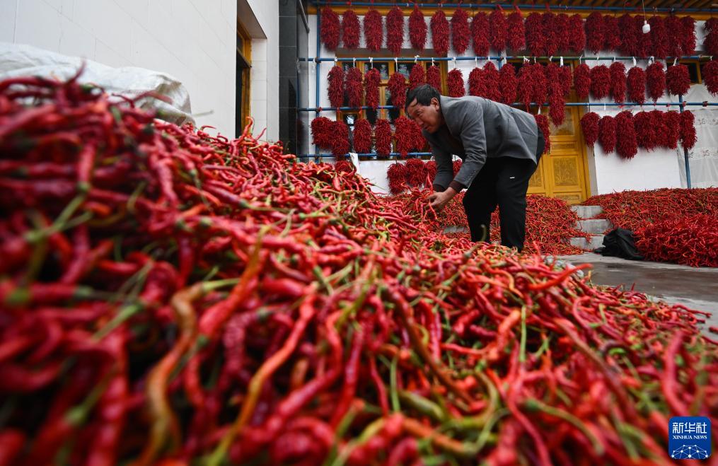 青海省海东市循化撒拉族自治县在黄河两岸种植的万亩线辣椒迎来丰收