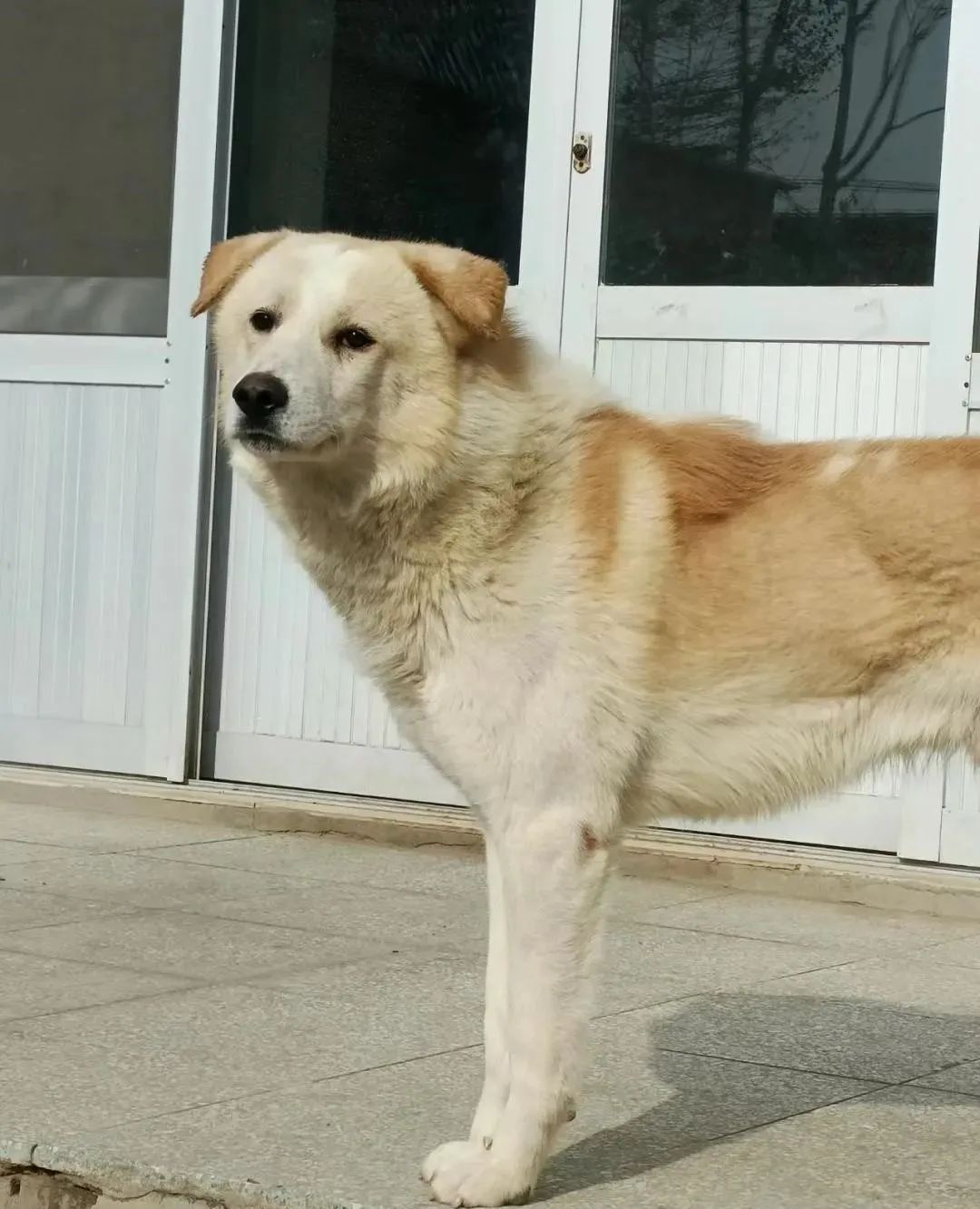 来源"太行之灵"太行犬繁育中心