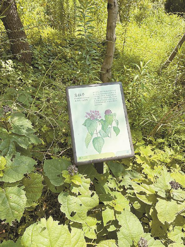 拔除外来入侵植物小蓬草  屠瑜  摄"城市荒野"乡土生态科普示范基地