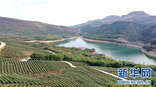航拍都匀市毛尖镇螺蛳壳茶山一景.新华网 周远钢 摄