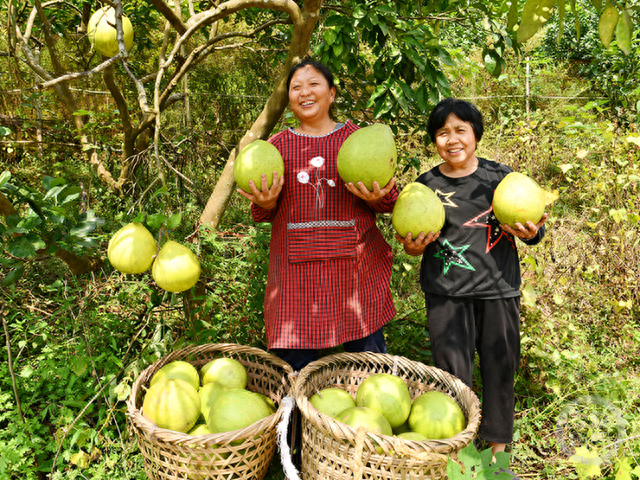 《诱人的柚子》 上游新闻签约摄影师 罗明均 摄