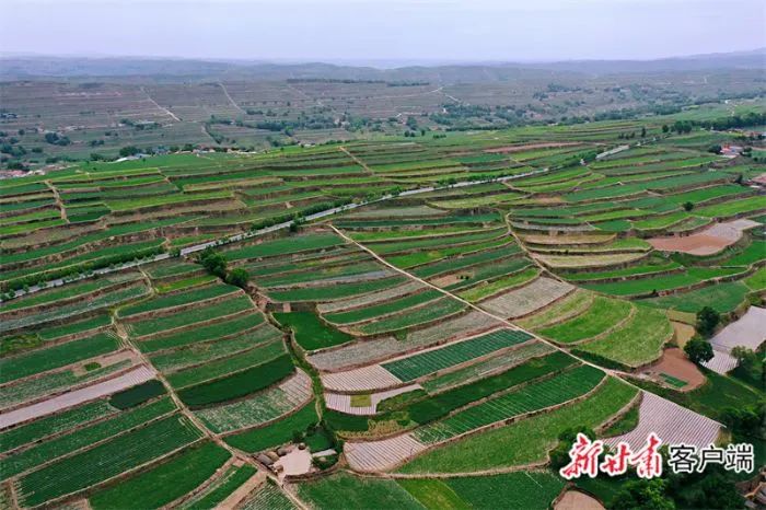 静宁县新垦高标准农田熟化培肥示范基地.