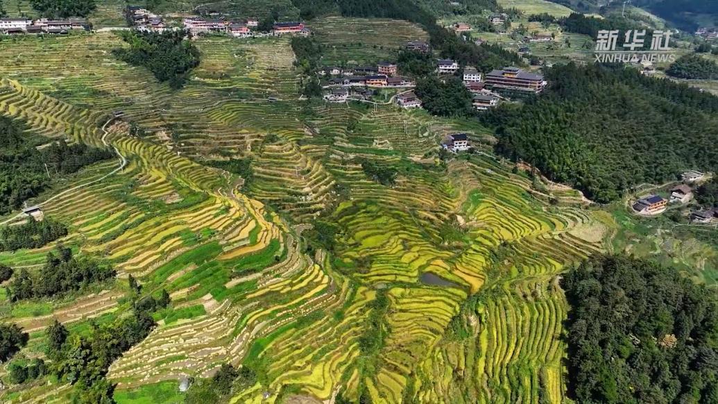 湖南新化:紫鹊界梯田迎秋收