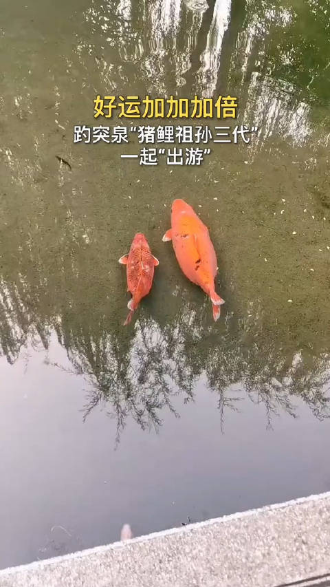 晚安！许个愿望吧，会有好运哦！.人民网_新浪新闻