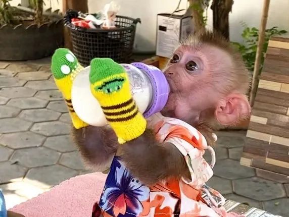 在微信群里,他迷恋上了一只猴子