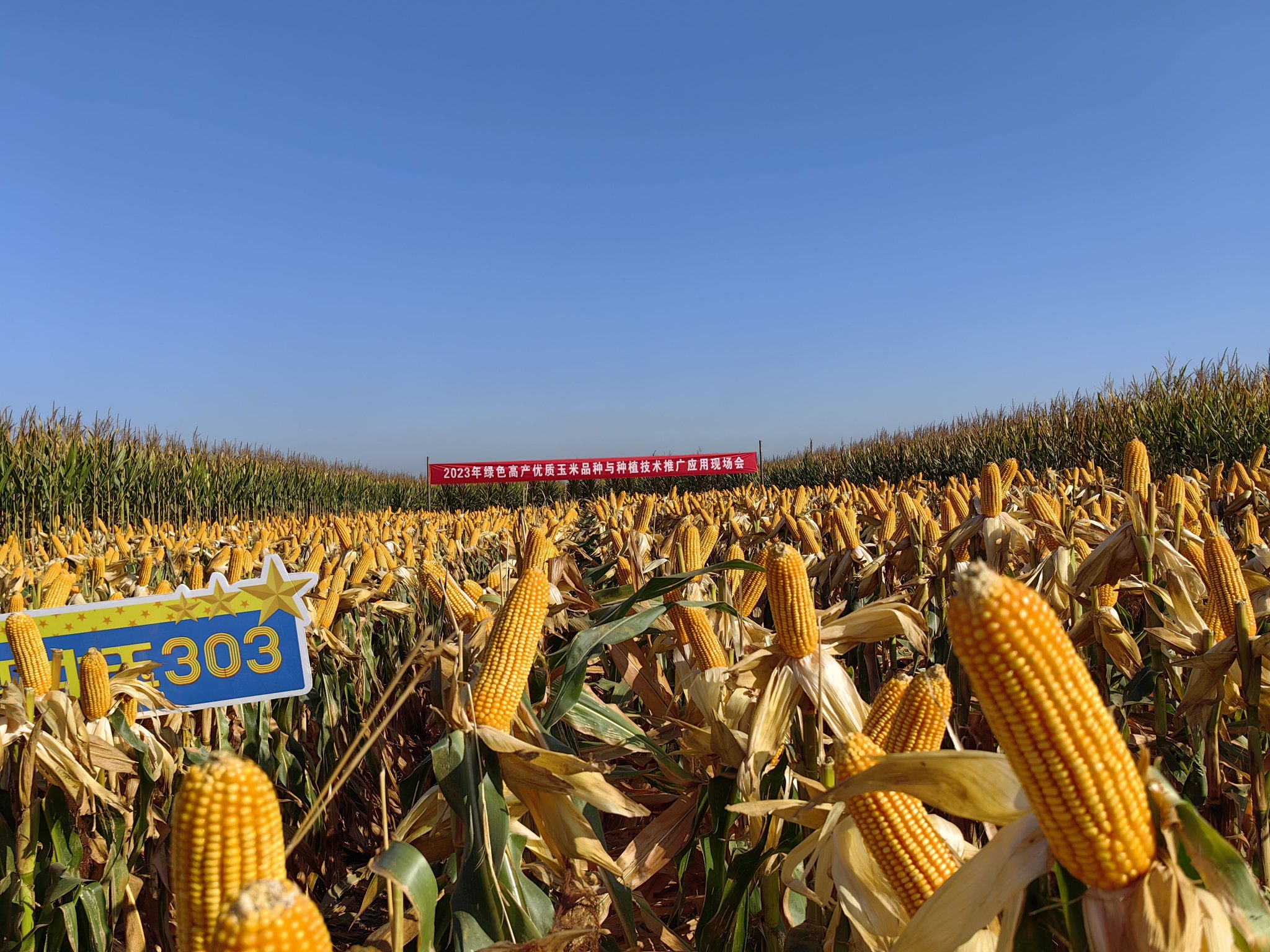 10月14日,在山东乐陵召开的2023年绿色高产优质玉米新品种"中玉303"