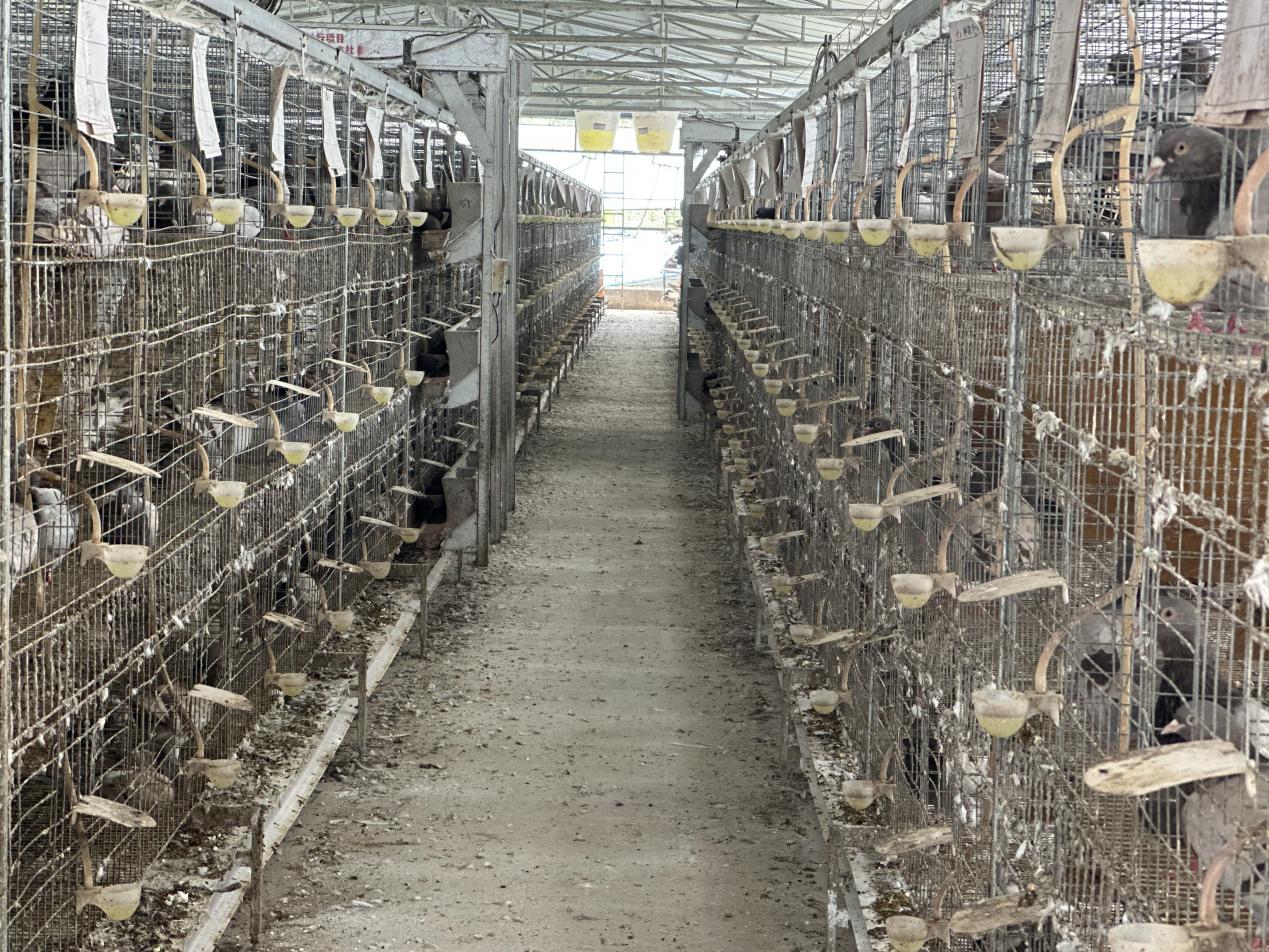 图为鸽舍.欧阳玉丹 摄