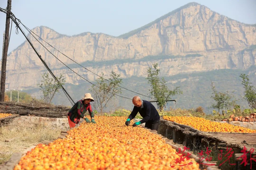 村民们将不同品种的柿子分类晾晒