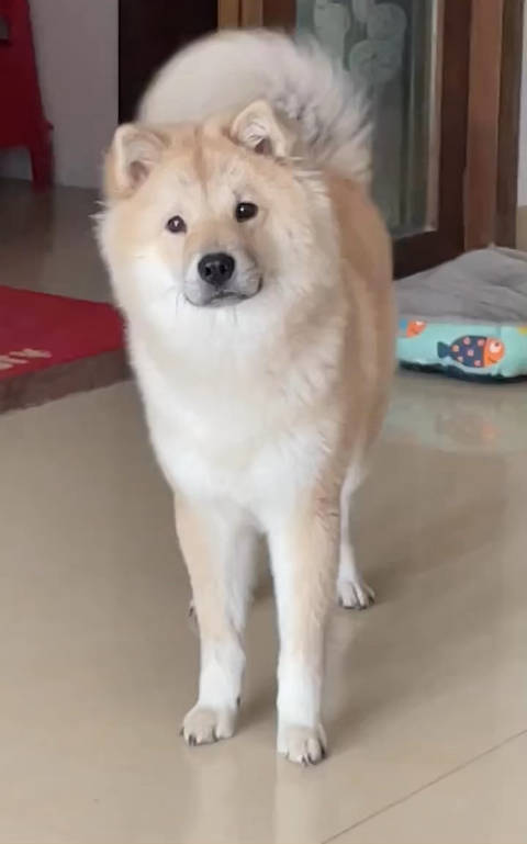 中华田园犬之土松犬，甩动的大尾巴，匀称的体型，帅气十足！|中华田园犬|犬_新浪新闻