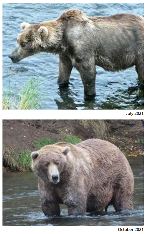 胖熊挖了个坑放肚子