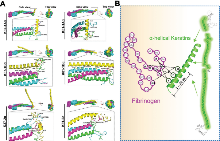 图丨α 螺旋状角蛋白与纤维蛋白原之间的分子相互作用（来源：Advanced Healthcare Materials）