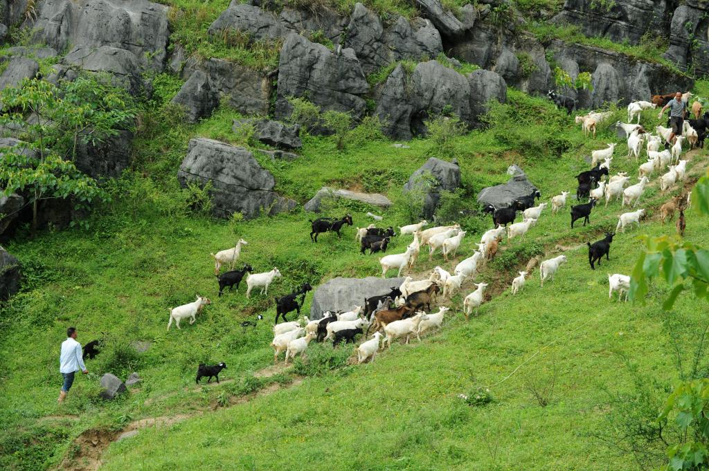 贵州省沿河县中寨镇三会溪村村民杨胜强(左)在山上放羊.